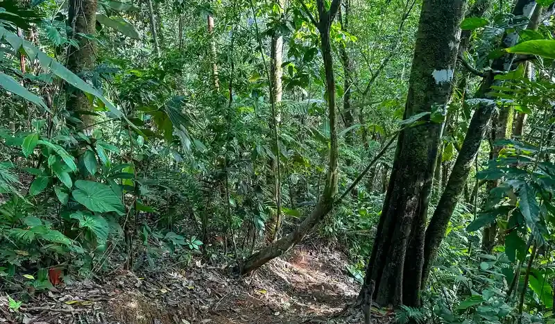 A Unique Rainforest Estate with Two Luxury Homes, River, and Waterfall on 4.93 Acres in Uvita